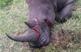 Nam Phi: Bắt giữ nghi phạm sát hại tê giác trắng