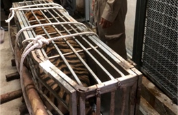 Phát hiện vụ vận chuyển trái phép con hổ nặng 200 kg