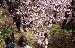 Nhật Bản: Hoa anh đào đầu mùa khoe sắc trong nắng Xuân
