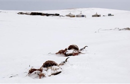 LHQ cảnh báo mùa Đông vô cùng khắc nghiệt ở Mông Cổ