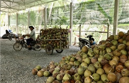 Phát triển bền vững ngành dừa - Bài 1: Dư địa phát triển lớn