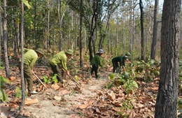 Đắk Lắk: Nhiều khu rừng có cảnh báo cháy cấp nguy hiểm và cực kỳ nguy hiểm