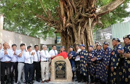 Công nhận cây &#39;đoàn kết&#39; 200 năm tuổi là Cây di sản Việt Nam