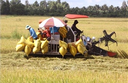 Thị trường nông sản: Nguồn cung lúa gạo đang giảm