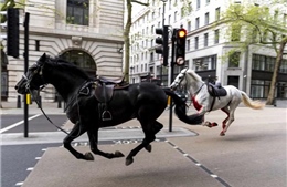 5 con ngựa kỵ binh Hoàng gia Anh bị sổng, 4 người nhập viện