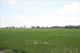 Không tuân thủ khuyến cáo, hàng nghìn ha lúa ở Bạc Liêu đang chờ mưa &#39;giải cứu&#39;