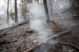 Nguy cơ cháy rừng cao, giám sát chặt từ cơ sở, không chủ quan, lơ là