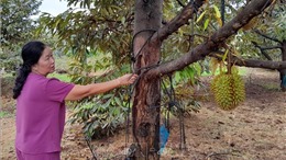 Nhiều vườn sầu riêng ở Bình Phước bị chết do hạn và nhiễm bệnh