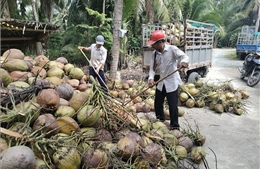 Giá dừa khô nguyên liệu tăng gấp đôi