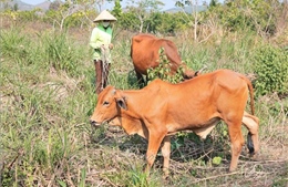 Nỗ lực giảm nghèo ở hai huyện miền núi của Khánh Hòa