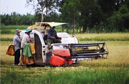 Thu hoạch dứt điểm lúa Hè Thu để tránh thời tiết bất lợi