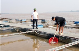 Khôi phục nhanh sản xuất chăn nuôi, thủy sản sau bão lũ