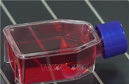 Nhật Bản lần đầu cho phép thương mại hóa thuốc từ tế bào iPS