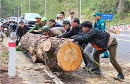 Cây thông cổ thụ đổ gây ách tắc trên đèo Prenn, Lâm Đồng