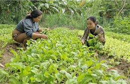 Dạy nghề, tạo việc làm ổn định cho đồng bào dân tộc thiểu số