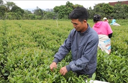 Thái Nguyên có gần 5.500 ha chè đạt tiêu chuẩn VietGAP, hữu cơ