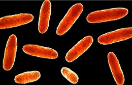 Mexico: Thêm nhiều trẻ em tử vong do nhiễm vi khuẩn Klebsiella oxytoca