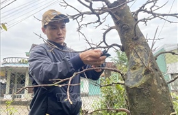 Nhà vườn chăm sóc đặc biệt cho cây mai vào vụ Tết