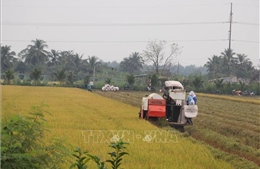 Nông dân Tiền Giang thu lợi nhuận khá vụ lúa Thu Đông 