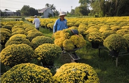 &#39;Vương quốc hoa kiểng&#39; nhộn nhịp ngày cận Tết