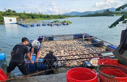 Lâm Đồng tìm nguyên nhân cá chết hàng loạt tại hồ Mai Thành