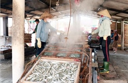 Nhộn nhịp hấp cá xuất khẩu ở Cửa Việt