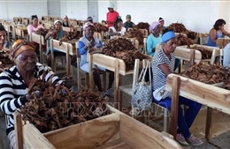 Cuba đẩy mạnh sử dụng năng lượng Mặt trời trong sản xuất xì gà