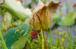 Hàng trăm hộ nông dân Quảng Trị mất trắng mùa sen