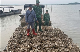 Bắt giữ đối tượng vận chuyển trái phép 4 tấn hàu từ Trung Quốc về Việt Nam tiêu thụ