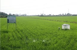 Tham vấn ý kiến xây dựng Đề án sản xuất trồng trọt giảm phát thải giai đoạn 2025 - 2035