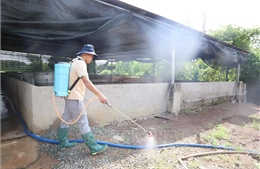 TP Hồ Chí Minh tăng cường phòng, chống dịch tả lợn châu Phi