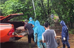Lâm Đồng: Siết chặt phòng chống dịch tả lợn châu Phi