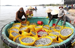 Lâm Đồng: Ngư dân ven biển trúng đậm cá cơm