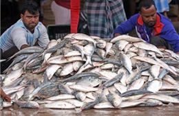 Bangladesh điều tàu chiến bảo vệ cá hilsa quý hiếm