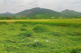 Hoàn lưu bão số 11 và mưa lũ làm 9.480 ha lúa, hoa màu thiệt hại, 1.608 nhà bị cô lập