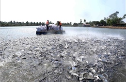 Nuôi trồng thủy sản của An Giang tăng 10,8%