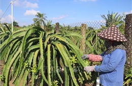 Giá thanh long Đồng Tháp giảm sâu, nông dân lo lắng thua lỗ