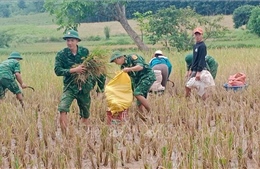 Bộ đội Biên phòng giúp dân thu hoạch lúa trong mưa lũ