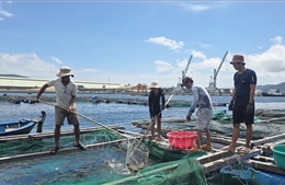 Khẩn trương thu hoạch tôm hùm, tránh thiệt hại khi bão KALMAEGI đổ bộ