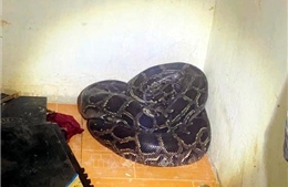 Thả trăn đất quý hiếm nặng hơn 30kg về môi trường tự nhiên