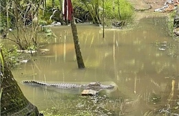 Cá sấu dài khoảng 1,5m xuất hiện ở Cần Thơ khi triều cường lên cao