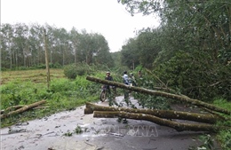 Quảng Ngãi ghi nhận một người tử vong do bão số 13