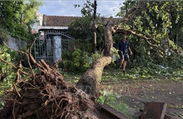 Bão số 13: Hàng loạt cây xanh ở Đắk Lắk ngã đổ sau bão