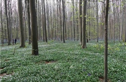 Các khu rừng châu Âu đang trở thành &#39;nhà máy thải CO2&#39;