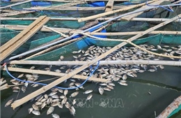 Vùng nuôi trồng thủy sản Đắk Lắk bị thiệt hại nặng do bão số 13