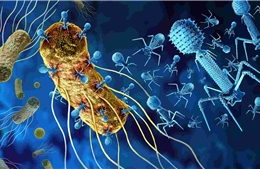 Mô hình 3D về virus thực khuẩn hứa hẹn giải pháp thay thế thuốc kháng sinh