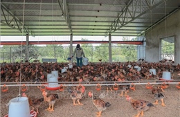 Quy định xử phạt vi phạm hành chính về chăn nuôi