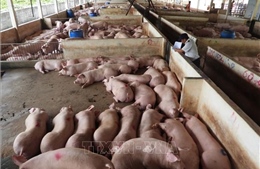 Chăn nuôi an toàn, xu hướng vàng cho trang trại