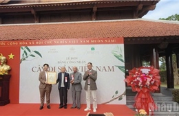 Công nhận 12 cây cổ thụ tại Bắc Ninh là cây di sản Việt Nam