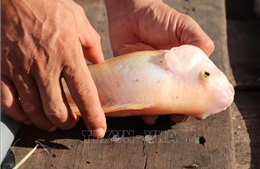 Nguyên nhân ban đầu khiến hàng chục tấn cá chết bất thường ở Cần Thơ